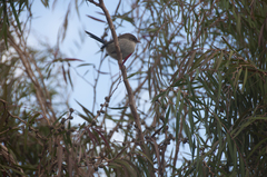 Malurus cyaneus samueli