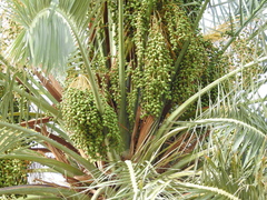 Phoenix dactylifera
