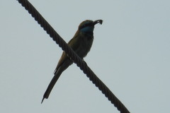 Merops cyanophrys