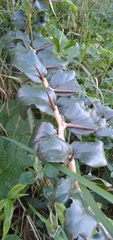 Dovyalis longispina, photograph (c) Rosemary Harrison, some rights reserved (CC BY-SA)