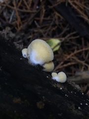 Crepidotus praecipuus