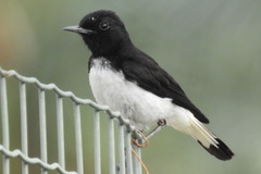 Oenanthe albonigra