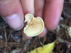 Crepidotus praecipuus