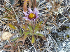 Erigeron porsildii