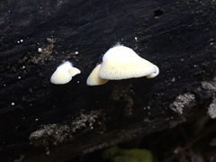 Crepidotus praecipuus