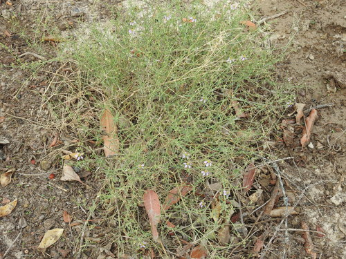 Image of Zygophyllum indicum by (c) Jacky Judas, some rights reserved (CC BY)
