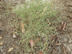 Zygophyllum indicum