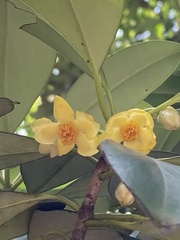 Ternstroemia