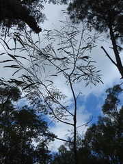 Acacia attenuata