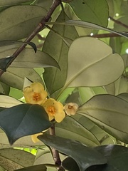 Ternstroemia