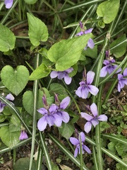Viola reichenbachiana