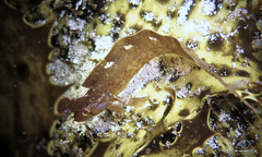 Cristiceps aurantiacus