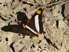 Adelpha iphicleola iphicleola