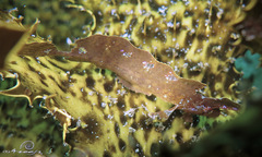 Cristiceps aurantiacus