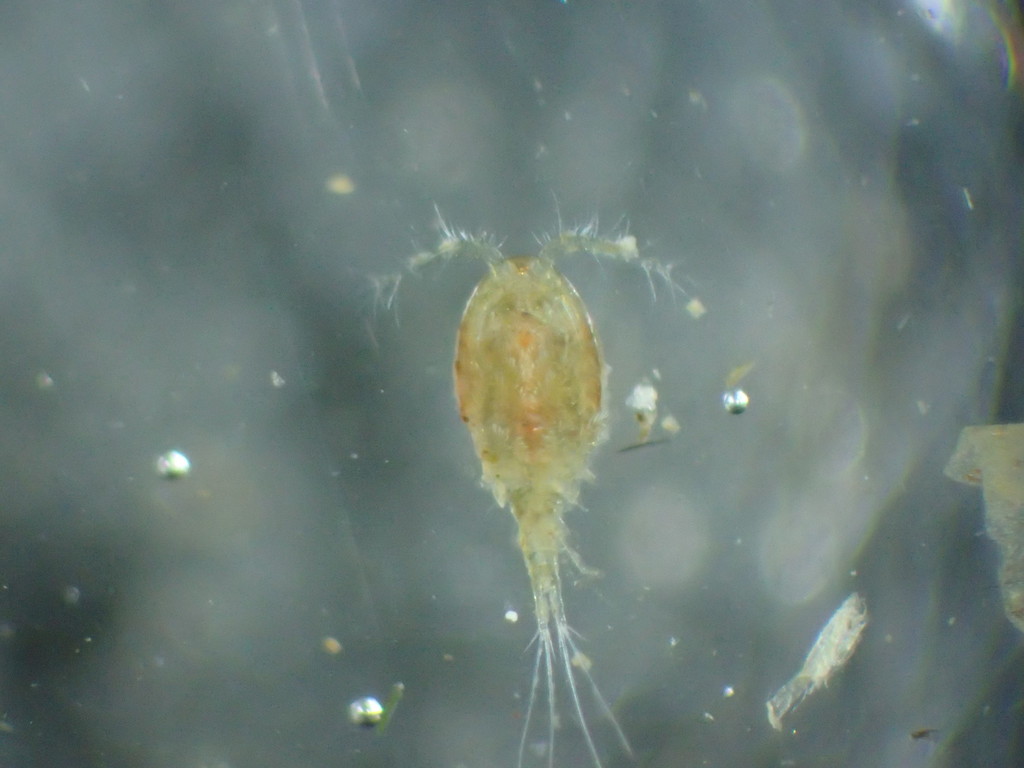 Acanthocyclops capillatus
