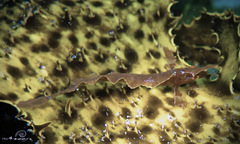 Cristiceps aurantiacus