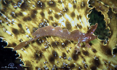 Cristiceps aurantiacus