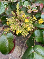 Berberis aquifolium
