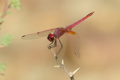 Trithemis annulata