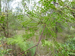 Acacia attenuata
