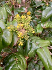 Berberis aquifolium
