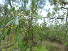 Acacia attenuata