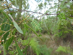 Acacia attenuata