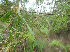 Acacia attenuata