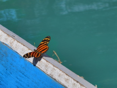 Eueides isabella eva