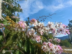 Lagerstroemia langkawiensis