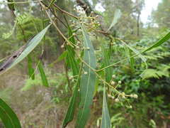 Acacia attenuata