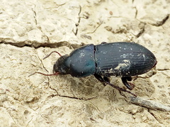 Harpalus dimidiatus