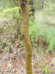 Acacia attenuata
