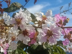 Lagerstroemia langkawiensis