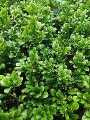 Aglaia odorata microphyllina