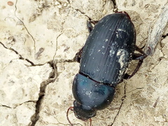 Harpalus dimidiatus