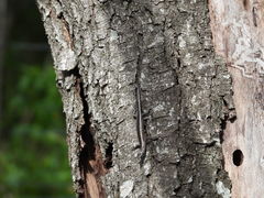 Cryptoblepharus pulcher