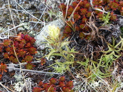 Castilleja hyperborea