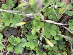 Oxalis corniculata