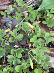 Oxalis corniculata