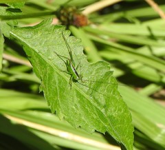 Conocephalus semivittatus