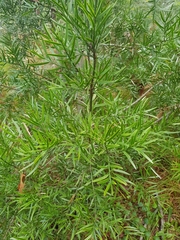 Coprosma linariifolia