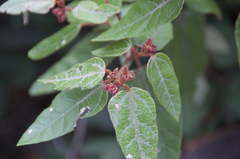 Lasiopetalum macrophyllum