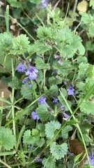 Glechoma hederacea