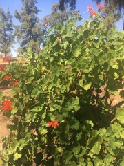Pelargonium inquinans