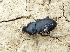 Harpalus dimidiatus