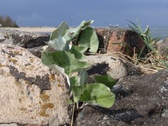 Petasites spurius