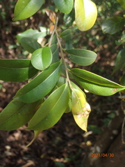 Pentaphylacaceae