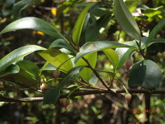 Pentaphylacaceae