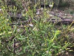 Senecio quadridentatus